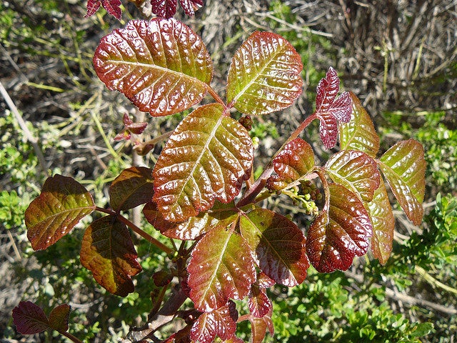 Poison Oak deadly plants - poison oak