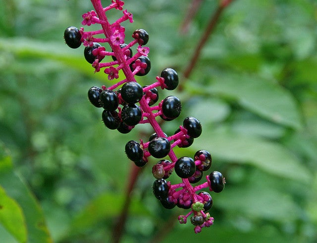 Poke Weed deadly plants - poke weed