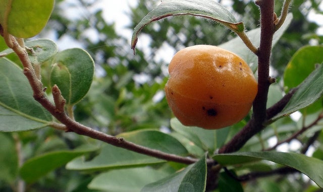 Strychnine Tree deadly plants - strychnine tree