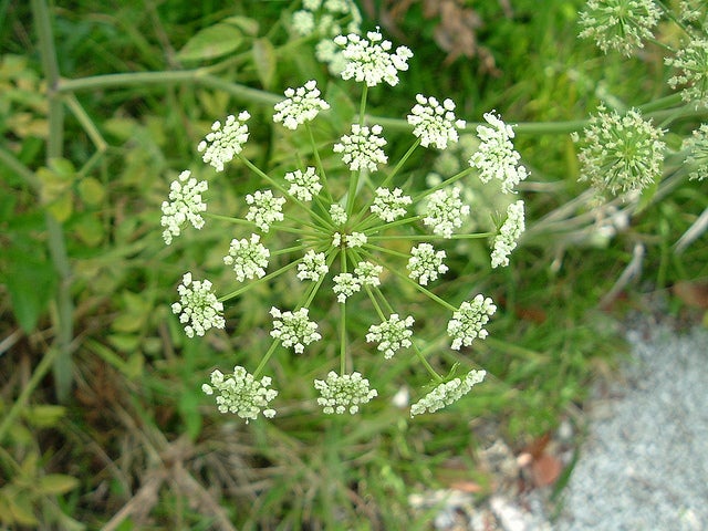 Water Hemlock deadly plants - water hemlock