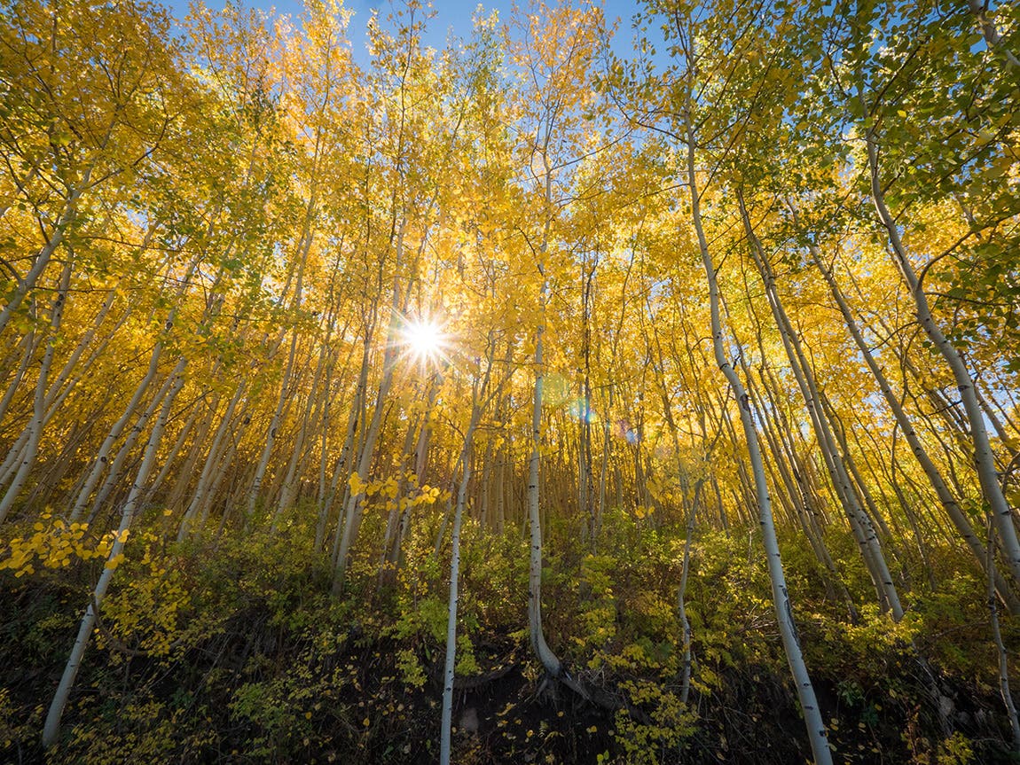 La Platas - Aspen Groves
