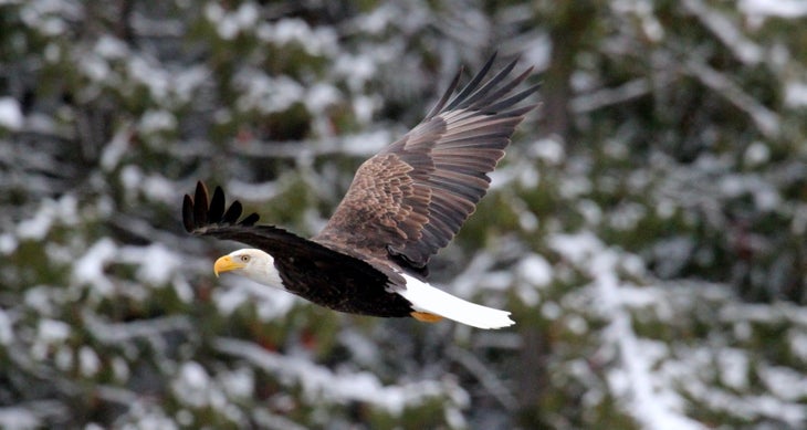 Bald Eagle - Tubbs Hill Bald Eagle - Tubbs Hill