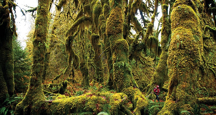 "Use a ball cap to stiffen your hood’s brim, like this hiker in Washington’s Hoh Rainforest."