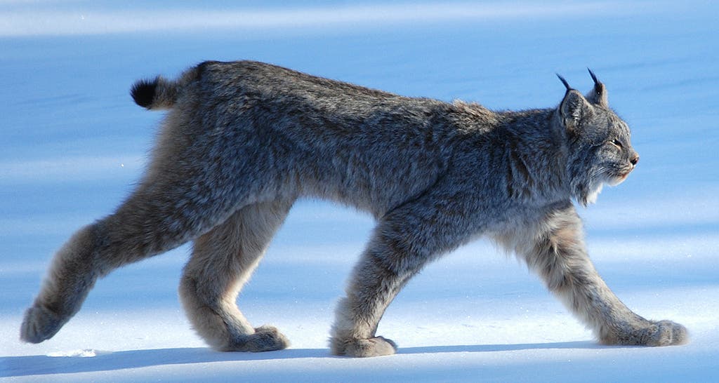 Canada Lynx - St. Paul Lake Canada Lynx - St. Paul Lake