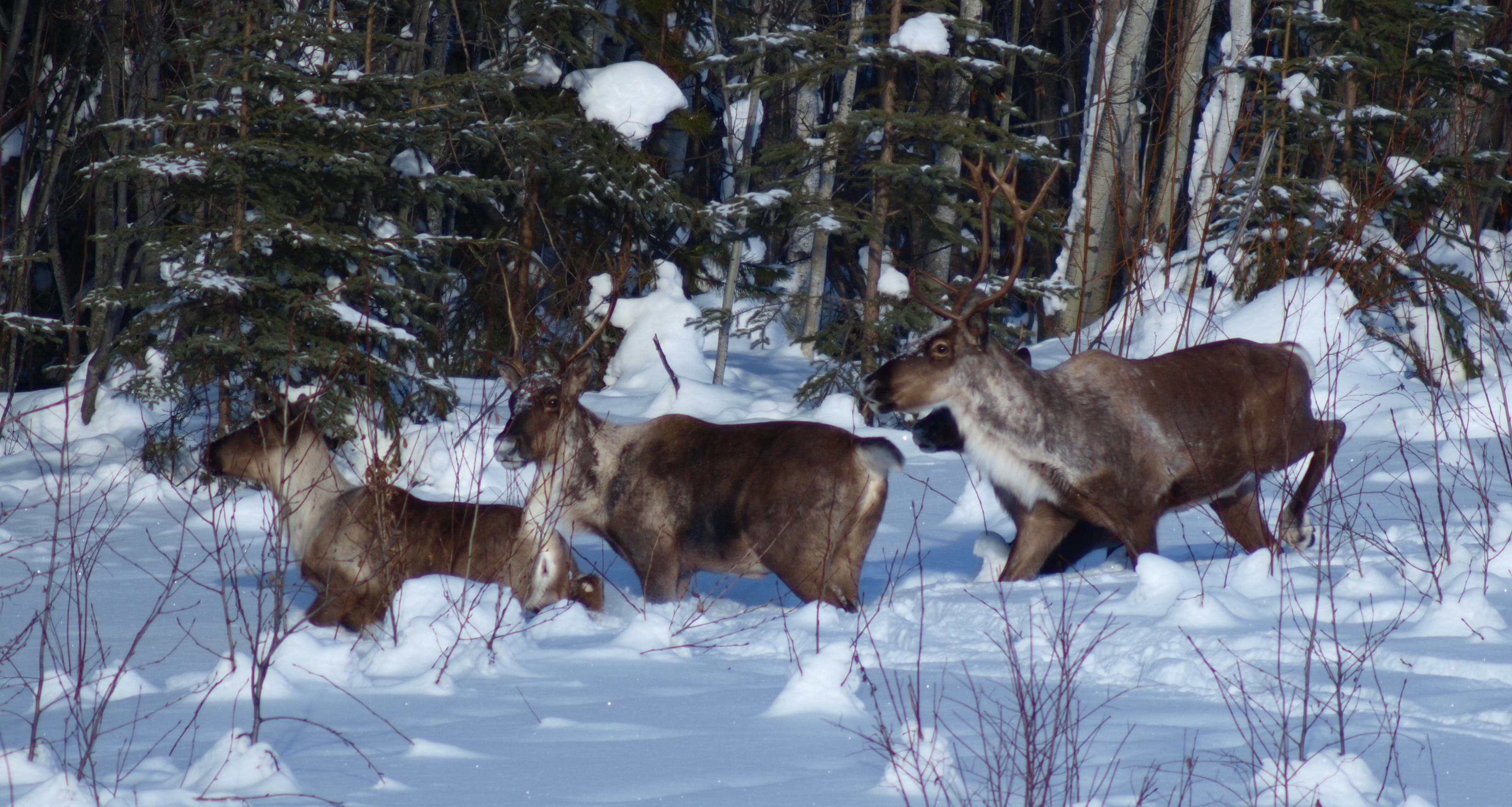 Caribou - Long Canyon