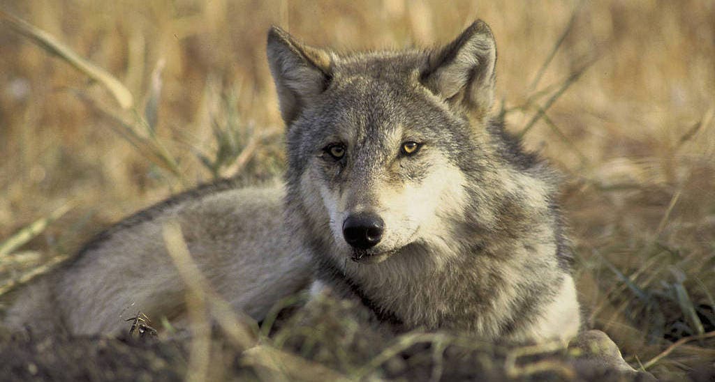 Gray Wolf - Marble Creek Gray Wolf - Marble Creek