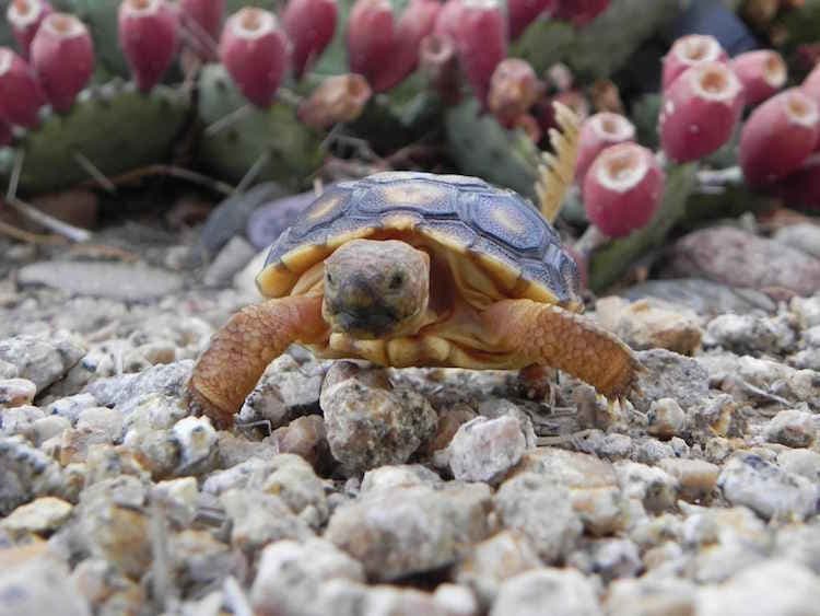 Baby Desert Tortoise U.S. Fish and Wildlife Service