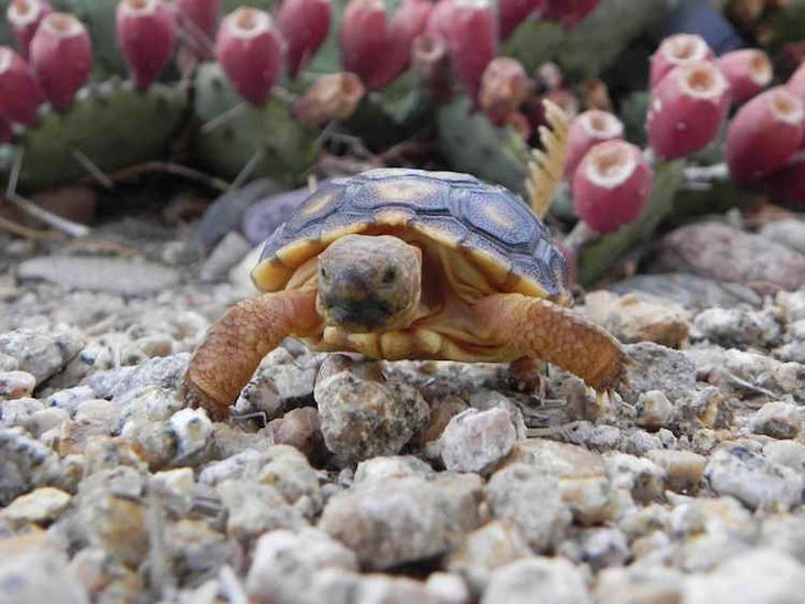 Baby Desert Tortoise U.S. Fish and Wildlife Service
