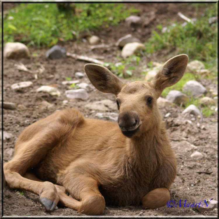 Score: 7 (small: 1; fat: 1; fluffy: 2; indicative: 3). Yes, they’re huge eventually, but they start out oh-so-adorable. And those ears! Where to see…