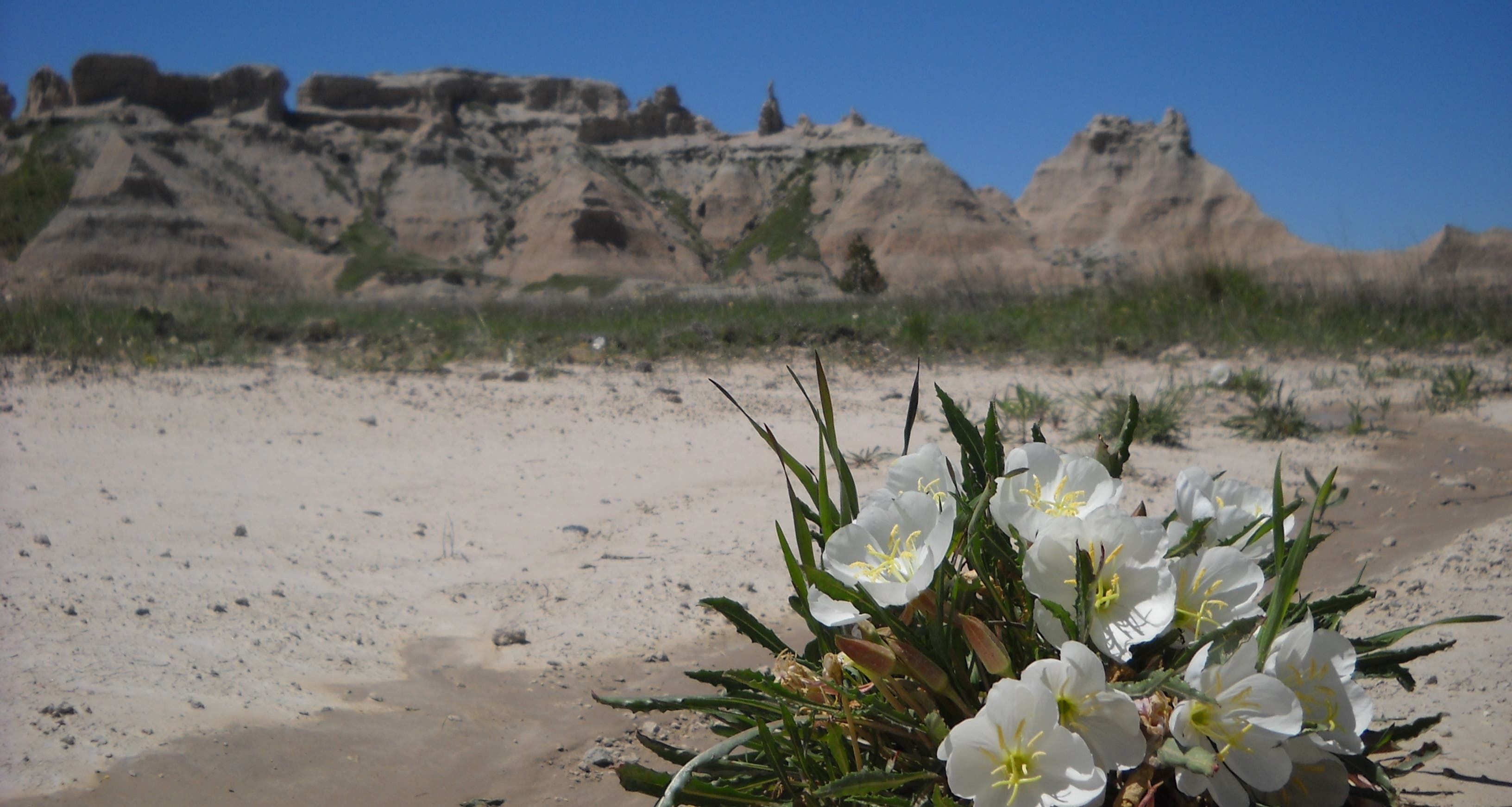 Badlands, Sage Creek Campground
