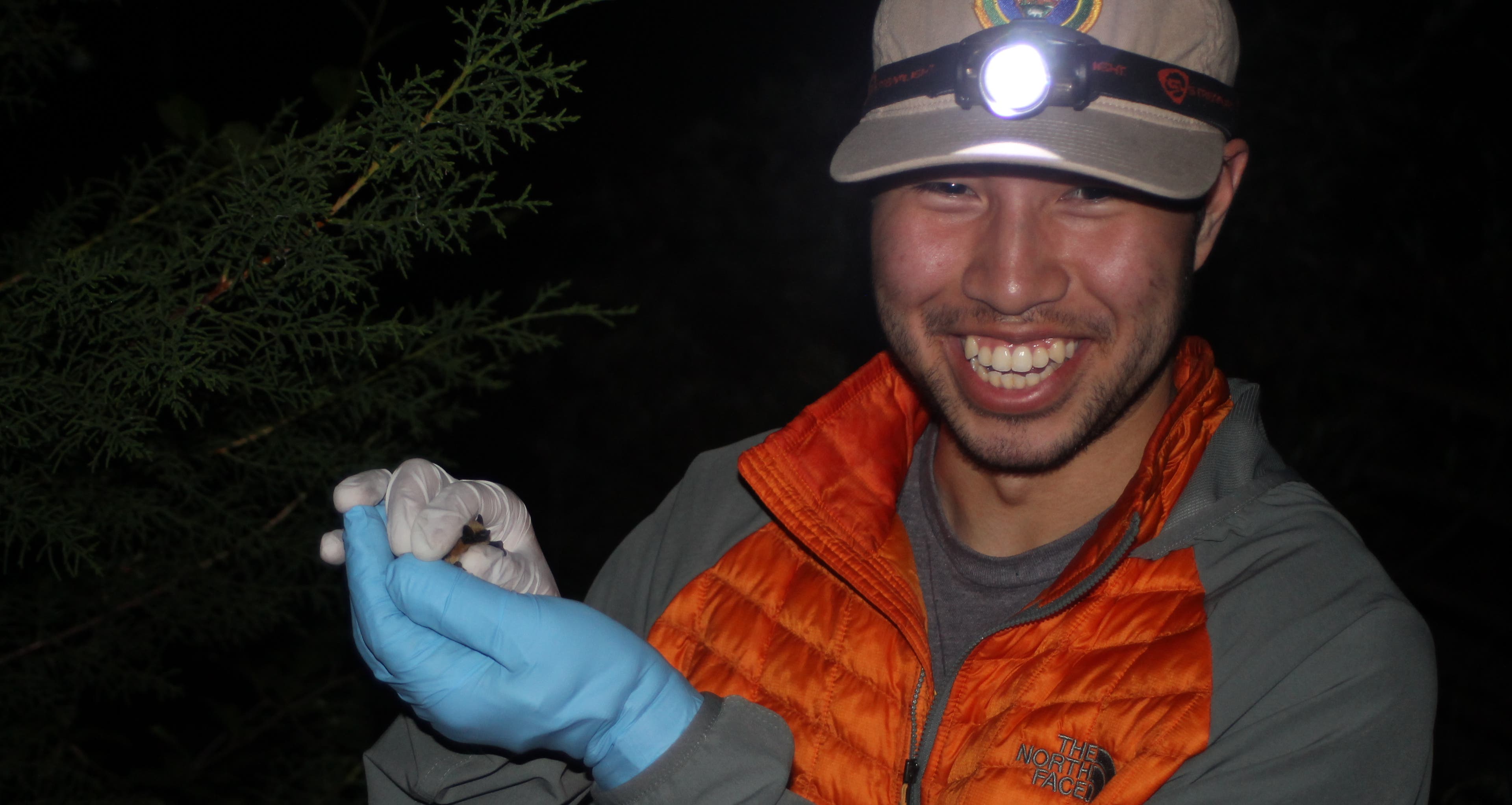 Bat surveyer Bat surveyer