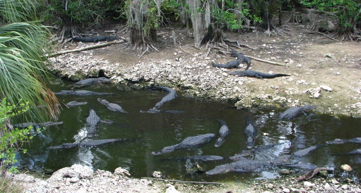 Big Cypress National Preserve, Florida Big Cypress National Preserve, Florida