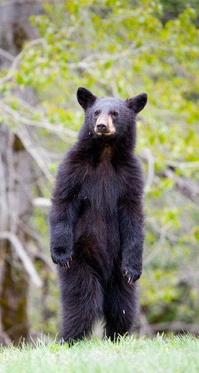Black Bear image of a black bear standing up
