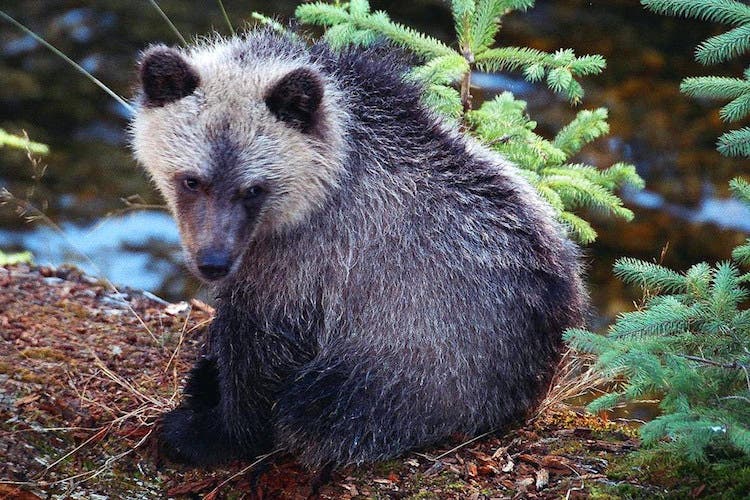 Brown Bear Cub Charles Sharp/flickr