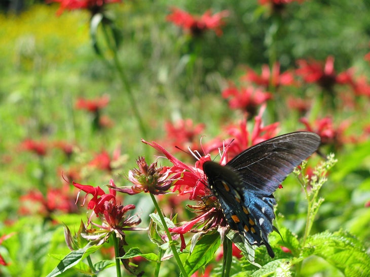 Butterfly on hike to Clingman's Dome best appalachian trail photos - butterfly