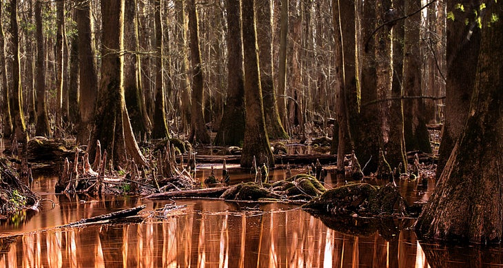 Congaree, Longleaf Campground Congaree, Longleaf Campground