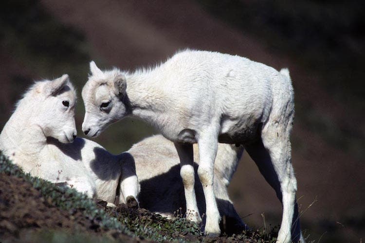 Dall sheep lambs Mike Boylan/U.S. Fish and Wildlife Service