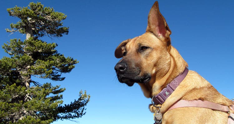 dog convince people to go on a hike