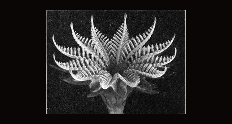 Fossil Cycad National Monument (scroll down for the full stories) lost national parks