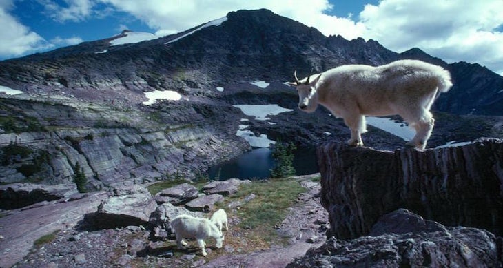 Goats best glacier national park photos - goats