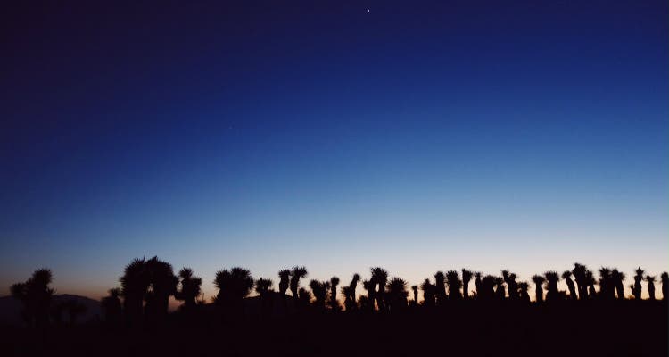 Joshua Trees at Night