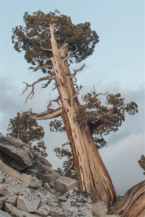 Juniper Yosemite photos - Juniper