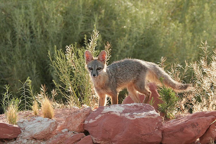Kit fox Utahcamera/Wikimedia