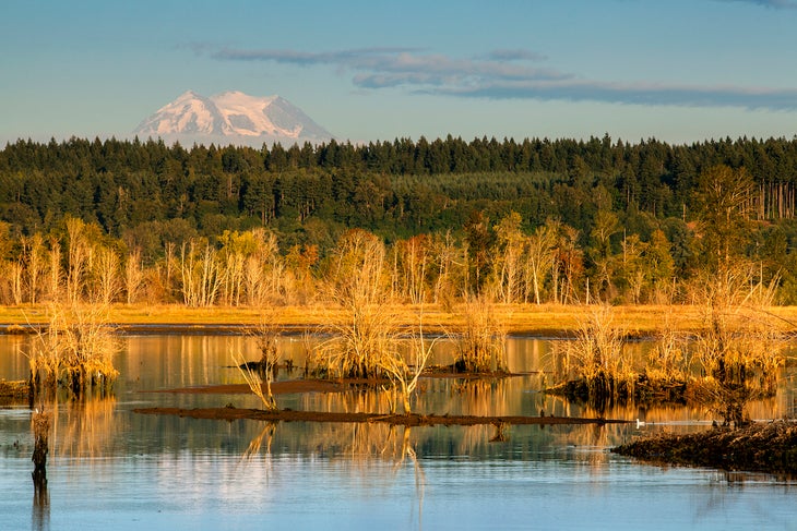 Mount Rainier urban refuge - Nisqually National Wildlife Refuge, Washington