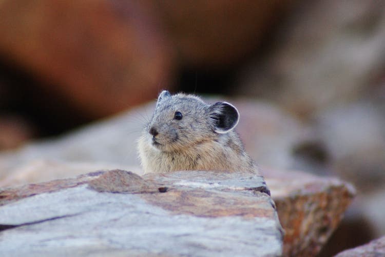 North American Pika Max Wilson/LesserPlaces