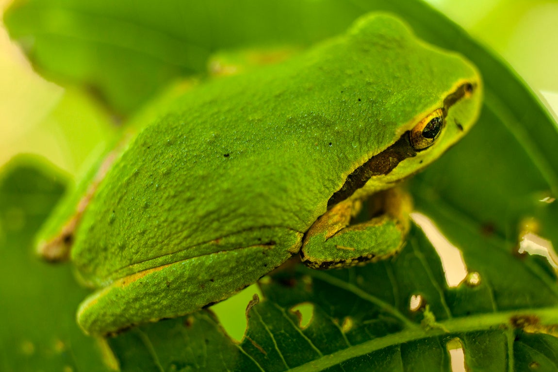 "A Pacific Chorus tree frog in the Nisqually National Wildlife Refuge, Washington. [photo: Ian Shive Photography]"