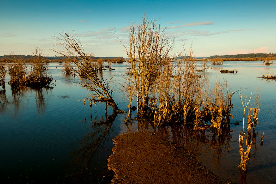Refuge wetlands in the Nisqually National Wildlife Refuge, Washington.  [photo: Ian Shive Photography]