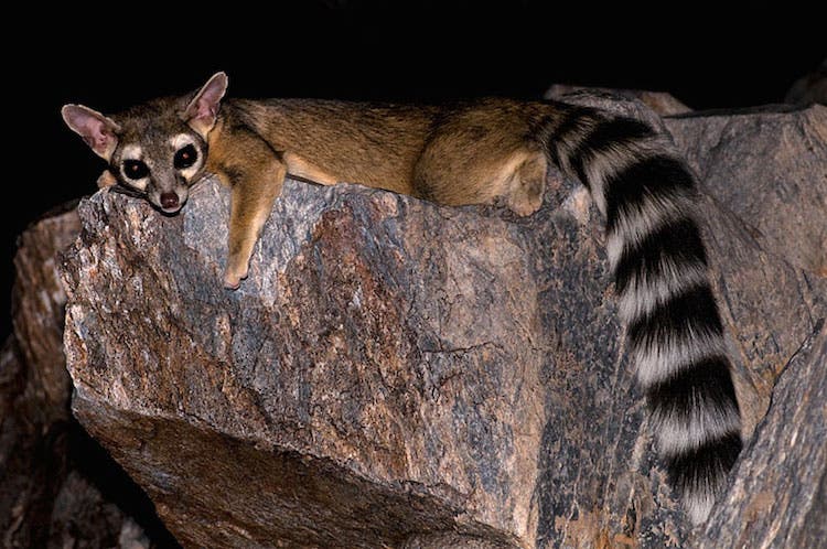 Ringtail Robertbody/Wikimedia