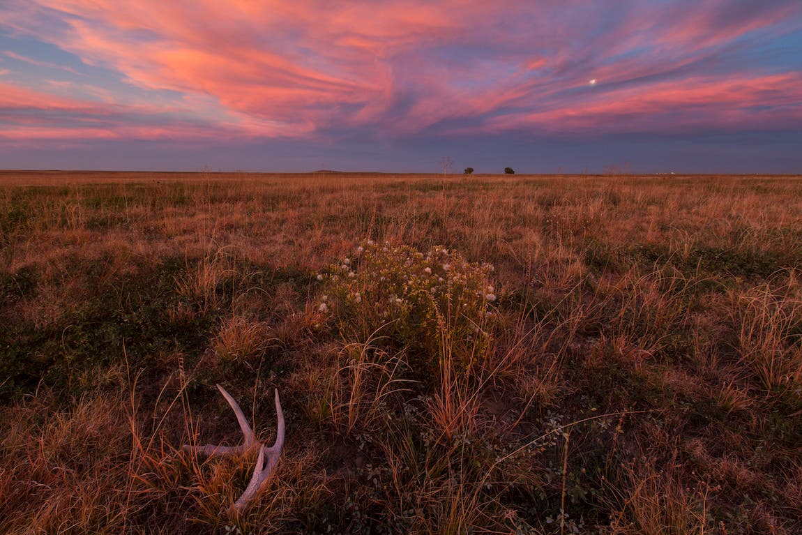 urban refuge Rocky Mountain Arsenal National Wildlife Refuge, Denver, Colorado