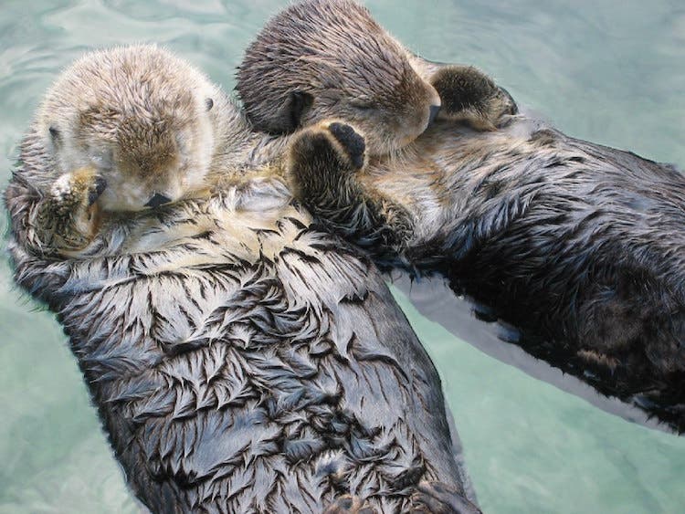Sea Otters Joe Robertson/Wikimedia