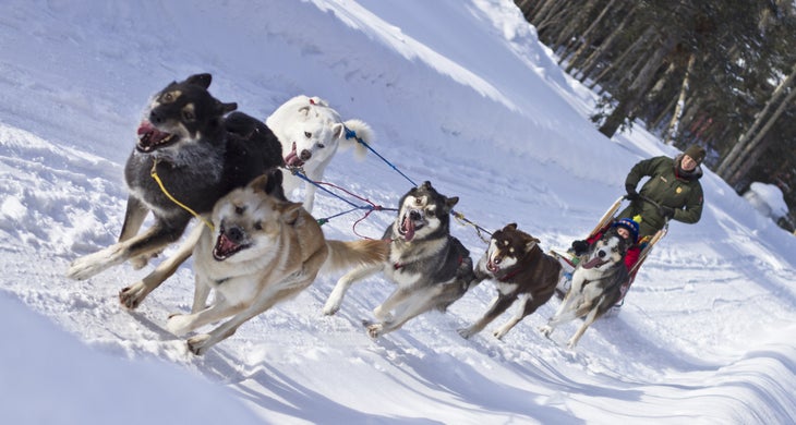 Sled dog trainer Sled dog trainer