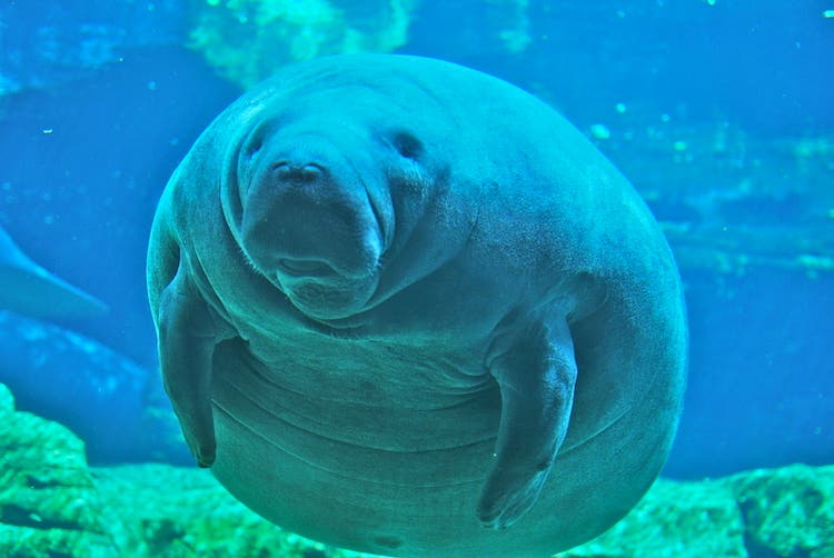 West Indian Manatee Ahodges7/Wikimedia