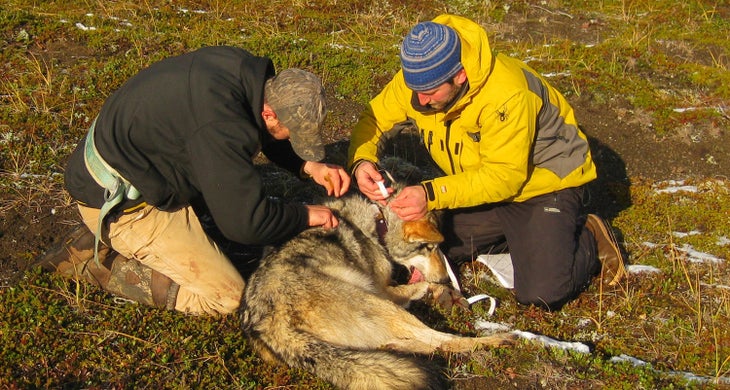 Wolf tracker Wolf tracker