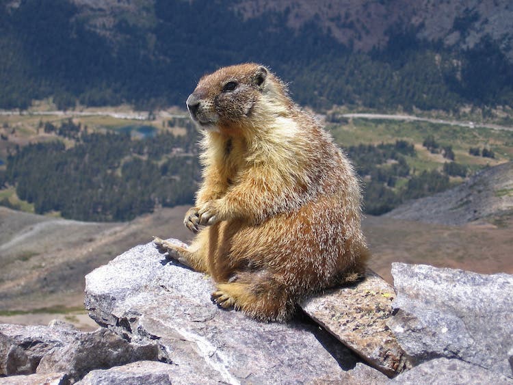 Yellow-Bellied Marmot Inklein/Wikimedia