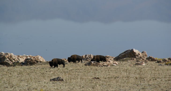 Antelope Island, Utah bison