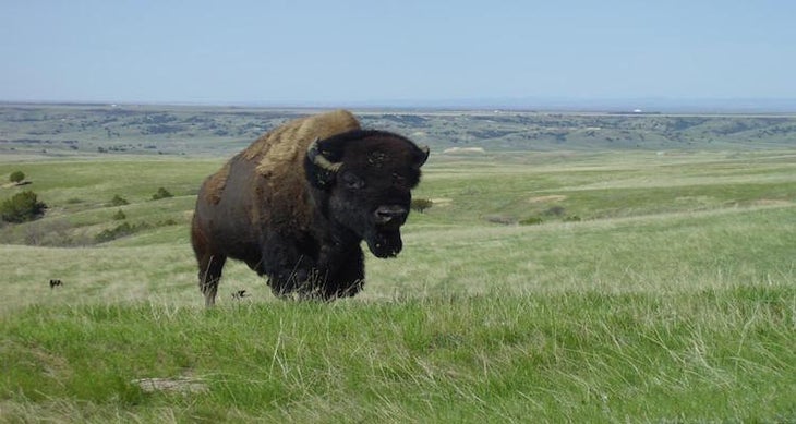 Badlands National Park, South Dakota bison