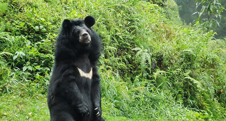 "dogs are actually bears"