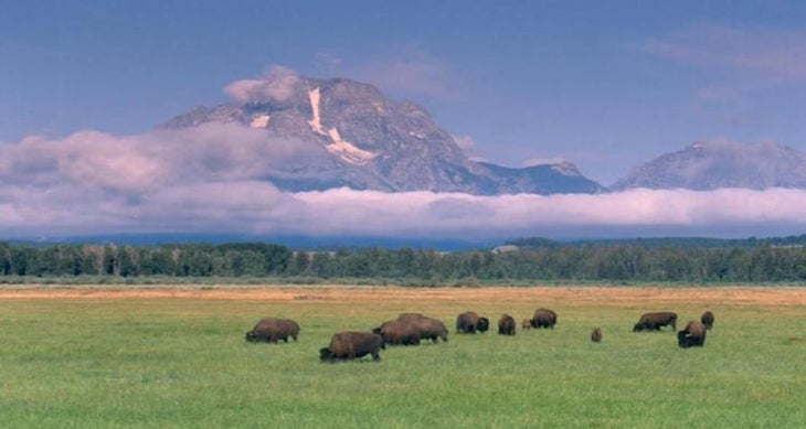 Grand Teton National Park, Wyoming bison