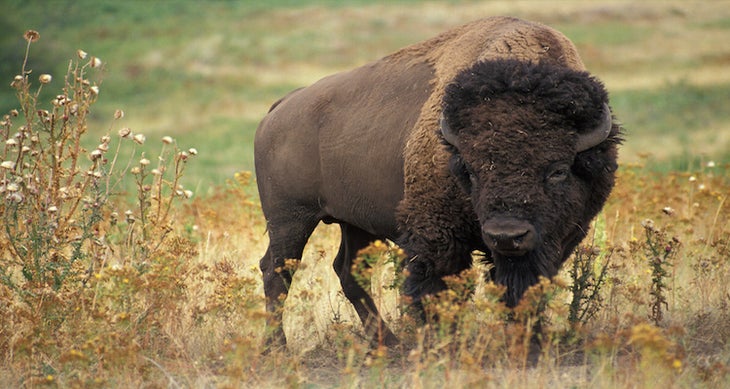 Henry Mountains, Utah bison
