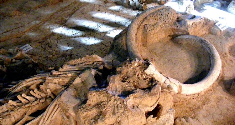 mammoth Photo: John Schulze/Flickr