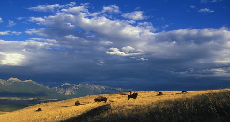 National Bison Range, Montana bison