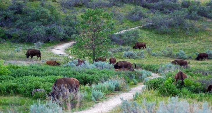 Theodore Roosevelt National Park, North Dakota bison
