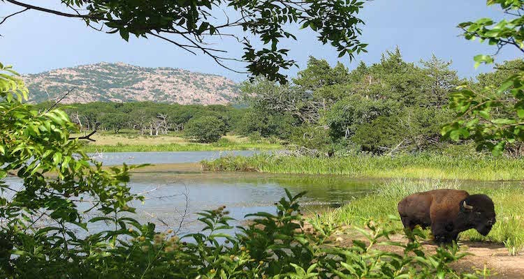 Wichita Mountains National Wildlife Refuge, Oklahoma bison