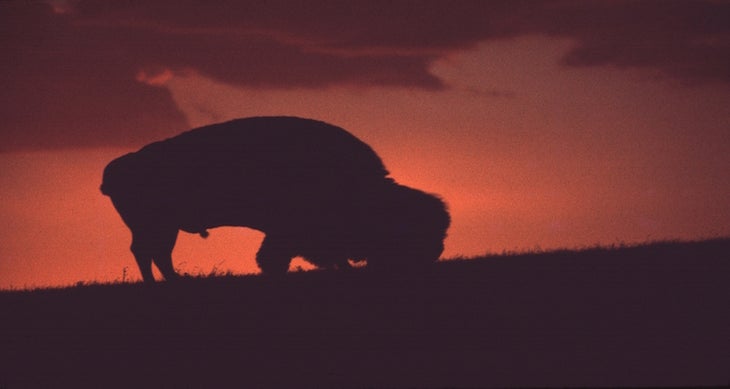 Wind Cave National Park, South Dakota bison