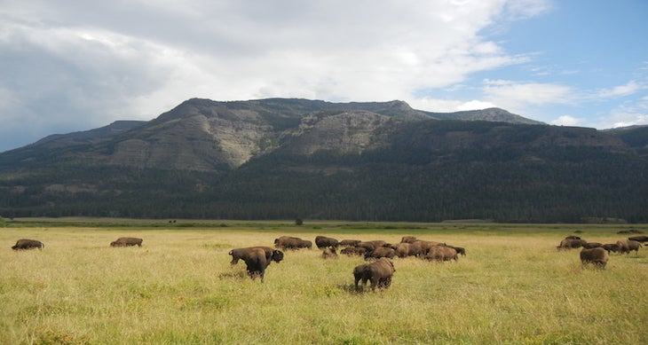 Yellowstone National Park, Wyoming bison