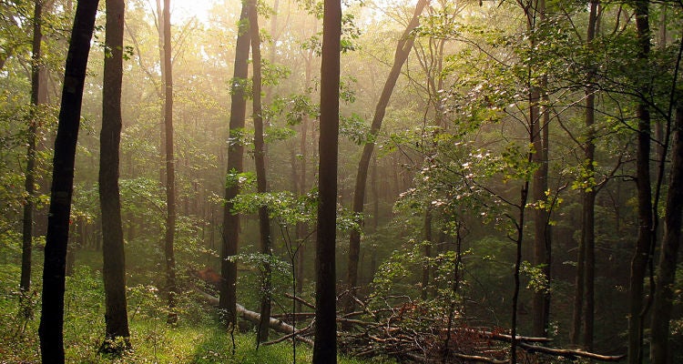 Raymer Hollow, Mammoth Cave National Park, KY